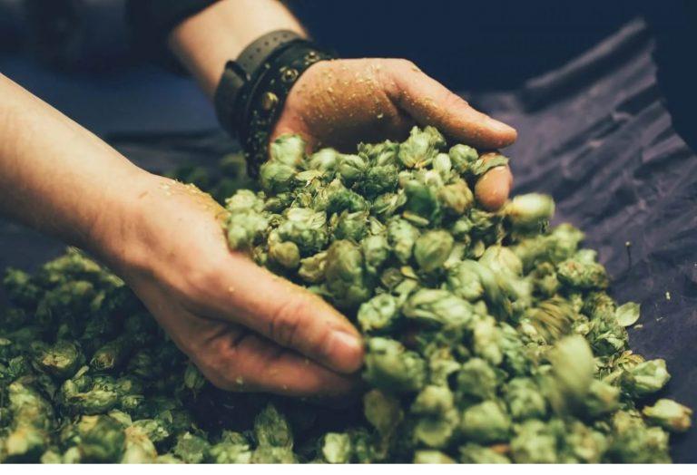 Дрожжи из хмеля виды и особенности, описание, рецепт