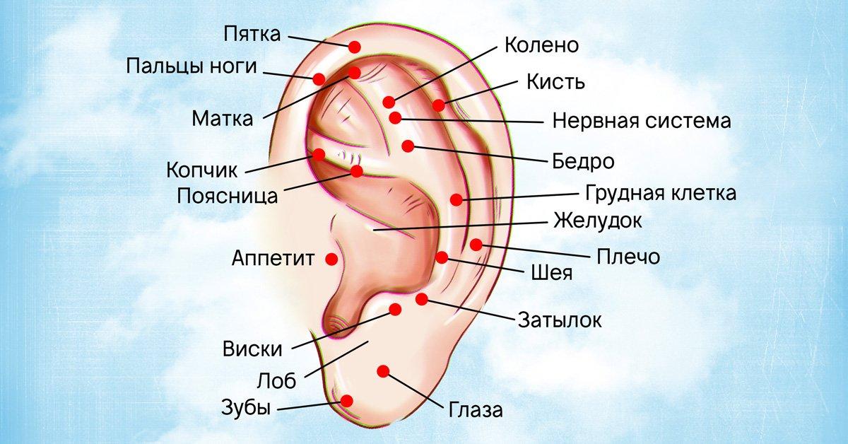 Точки на ушах отвечающие за органы фото