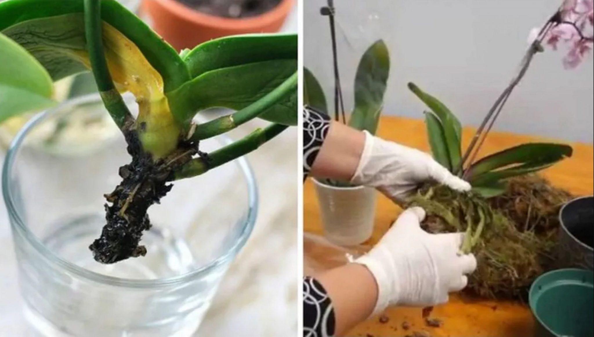 Методы реанимации корней орхидеи